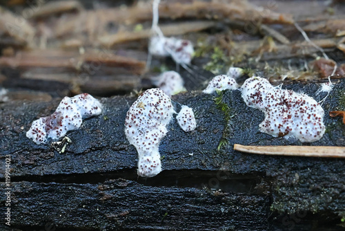 Myriococcum praecox, fungus from Finland, no common English name photo