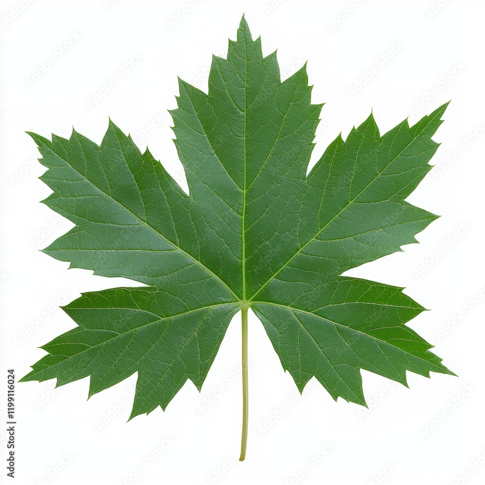 Fototapeta premium Close-up of a vibrant green maple leaf isolated on white background