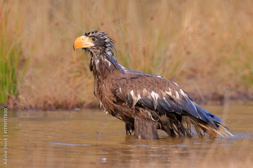 Fototapeta premium Stelleŕs seaeagle, Haliaeetus pelagicus, Czech republic