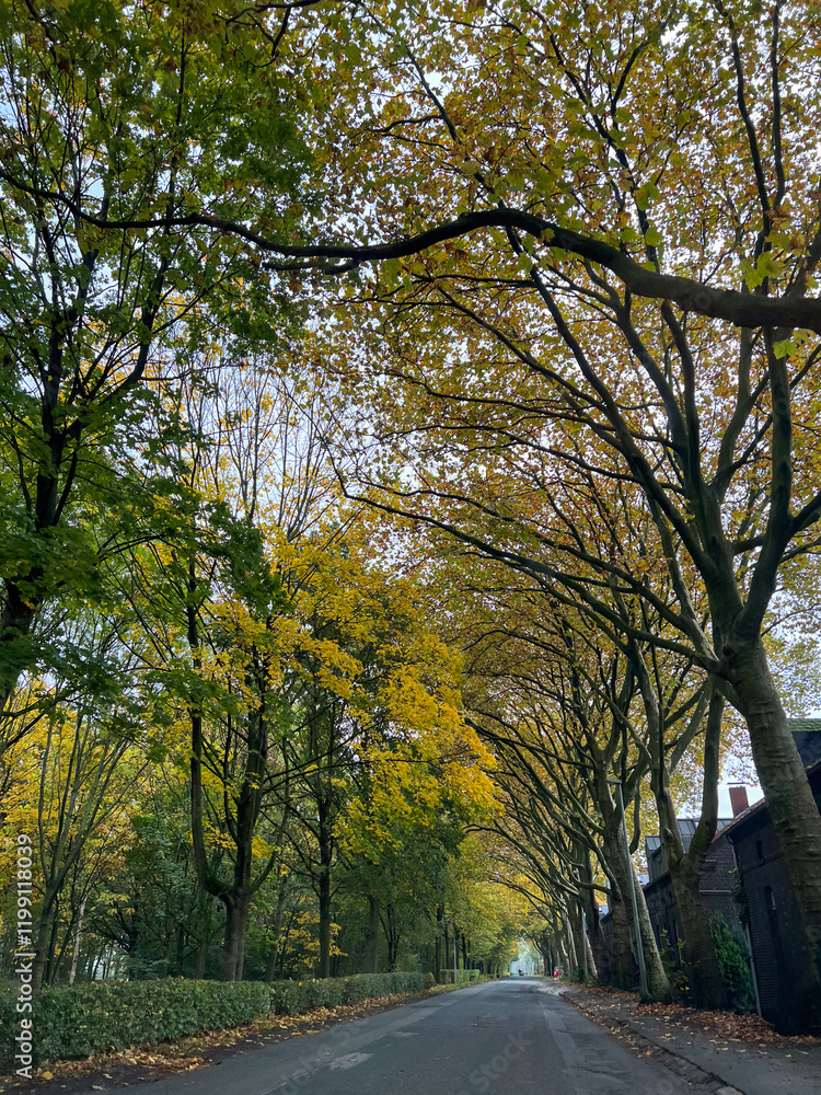 Fototapeta premium Autumnal alley with yellowed trees in the city dusseldorf
