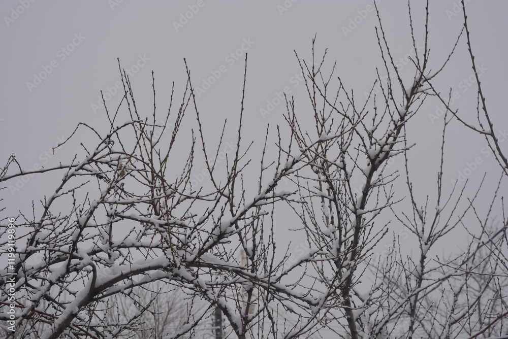 Beautiful winter landscape, branches of fruit trees, vines covered with white fluffy snow. Beautiful winter landscape, branches of fruit trees, vines covered with white fluffy snow.