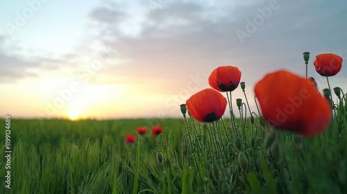 Wallpaper Mural A serene landscape featuring vibrant red poppies at sunset. Torontodigital.ca