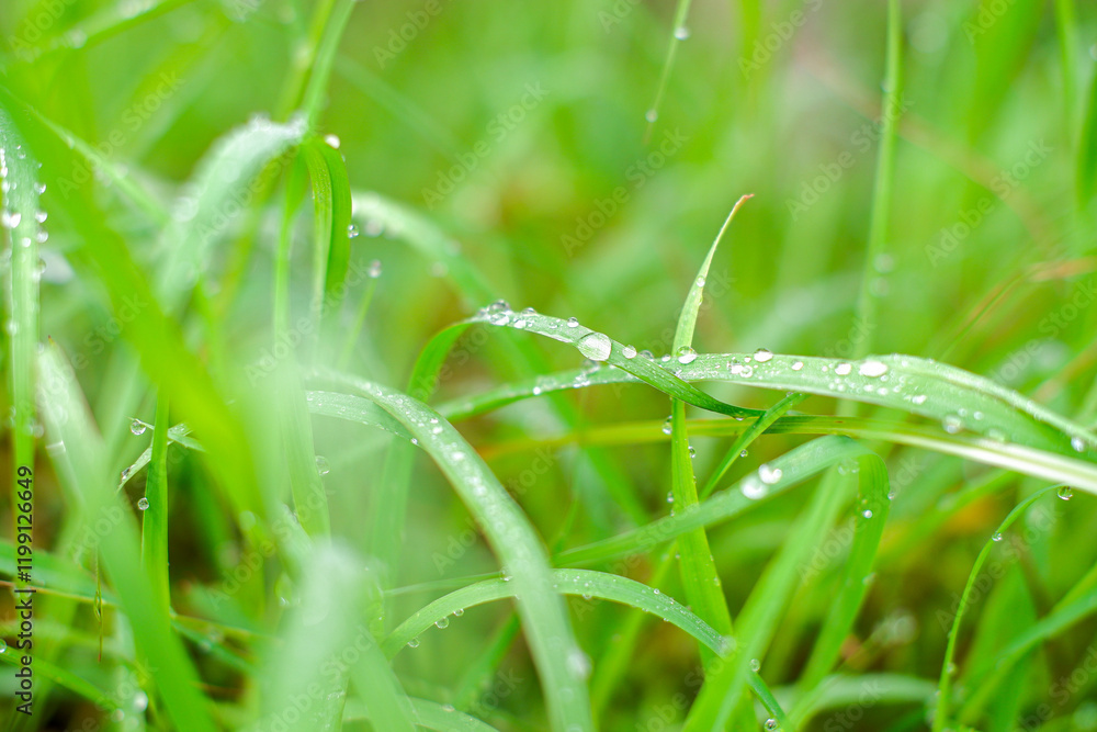 Photo of morning dew on green grass, photographed with a macro lens Photo of morning dew on green grass, photographed with a macro lens