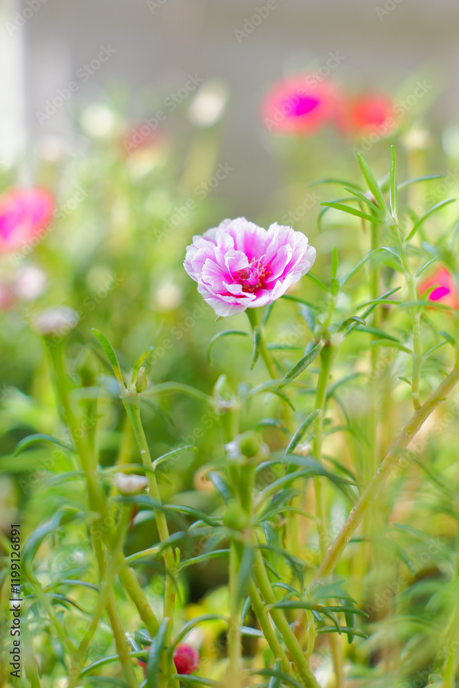 A flower of a purslane plant taken with a macro lens focused on the flower, taken during the day with bokeh effect A flower of a purslane plant taken with a macro lens focused on the flower, taken during the day with bokeh effect