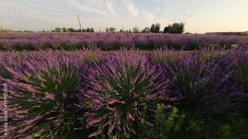 Wallpaper Mural Lavender bushes illuminated by soft morning sunligh Torontodigital.ca