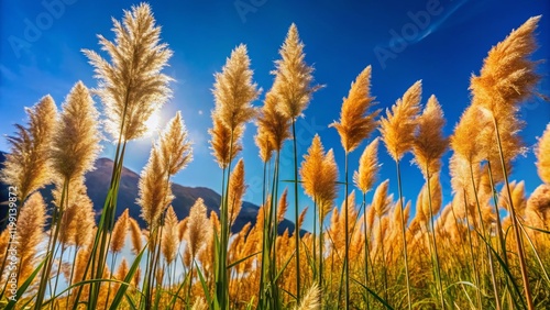 High Reed Plants with Seeds, Vergelegen Estate, Cape Town Sky photo