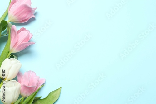 Beautiful fresh tulips on blue background