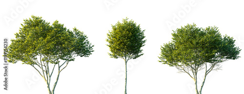 Photos Set of 3 Ligustrum japonicum (known as wax-leaf privet or Japanese privet) front