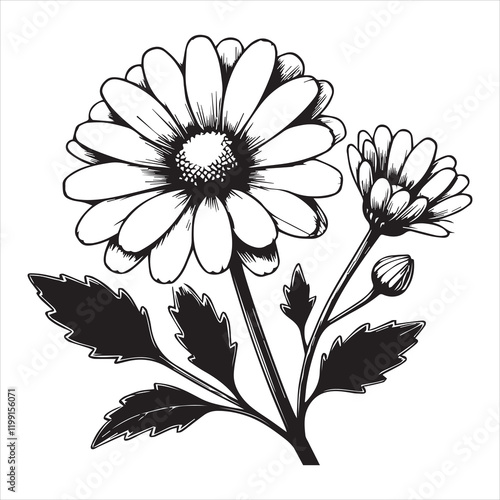 Beautiful Daisy Flower Clipart for Graphic Projects
