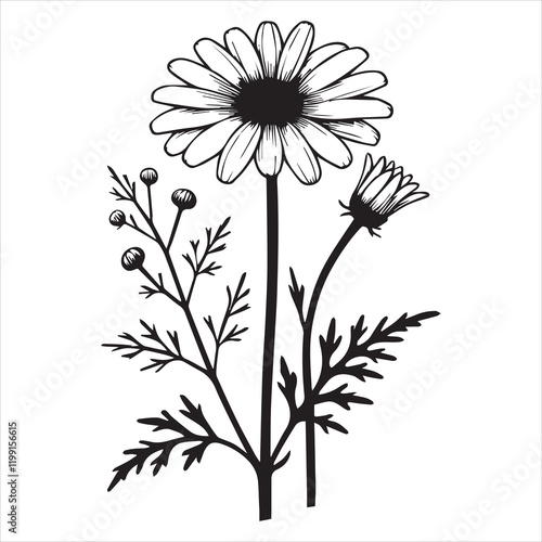 Elegant Daisy Flower Vector Illustration for Design
