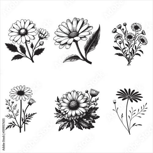 Common daisy Plant Vector illustration, Daisy Flower Clipart Design Bundle