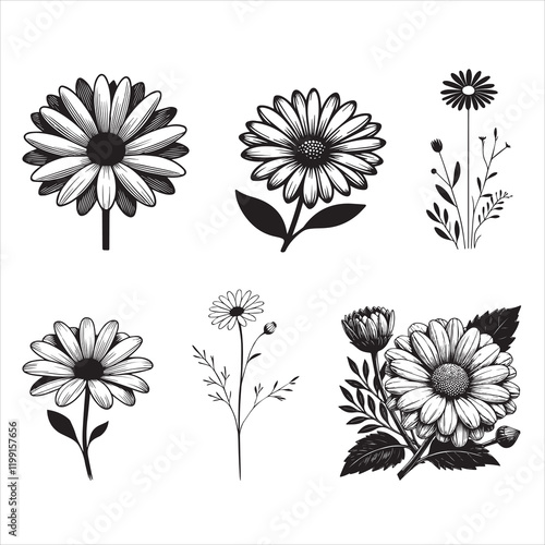 Common daisy Plant Vector illustration, Daisy Flower Clipart Design Bundle