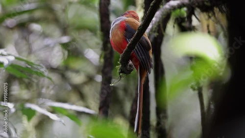 Nature wildlife of Whitehead's Trogon female bird endemic of Borneo