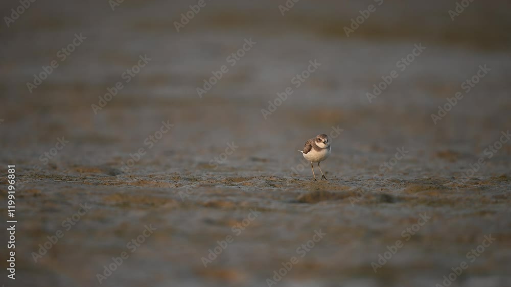 A solitary shorebird, likely Plover or similar species, is captured in a shallow depth of field against a muted, sandy beach at dawn or dusk. A solitary shorebird, likely Plover or similar species, is captured in a shallow depth of field against a muted, sandy beach at dawn or dusk.