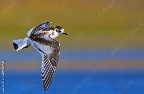 kittiwake küçük martı