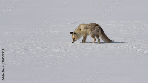 Vulpes İn snow Kızıl Tilki
