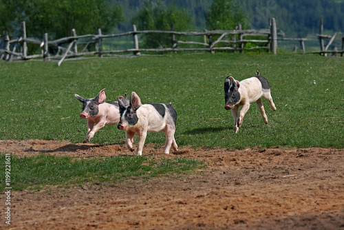 three piglets run on meadow