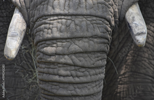 Up Close Look at an Elephants Tusks photo