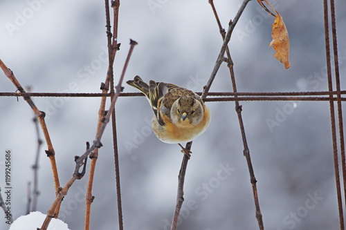 Brambling on the branch on the branch photo