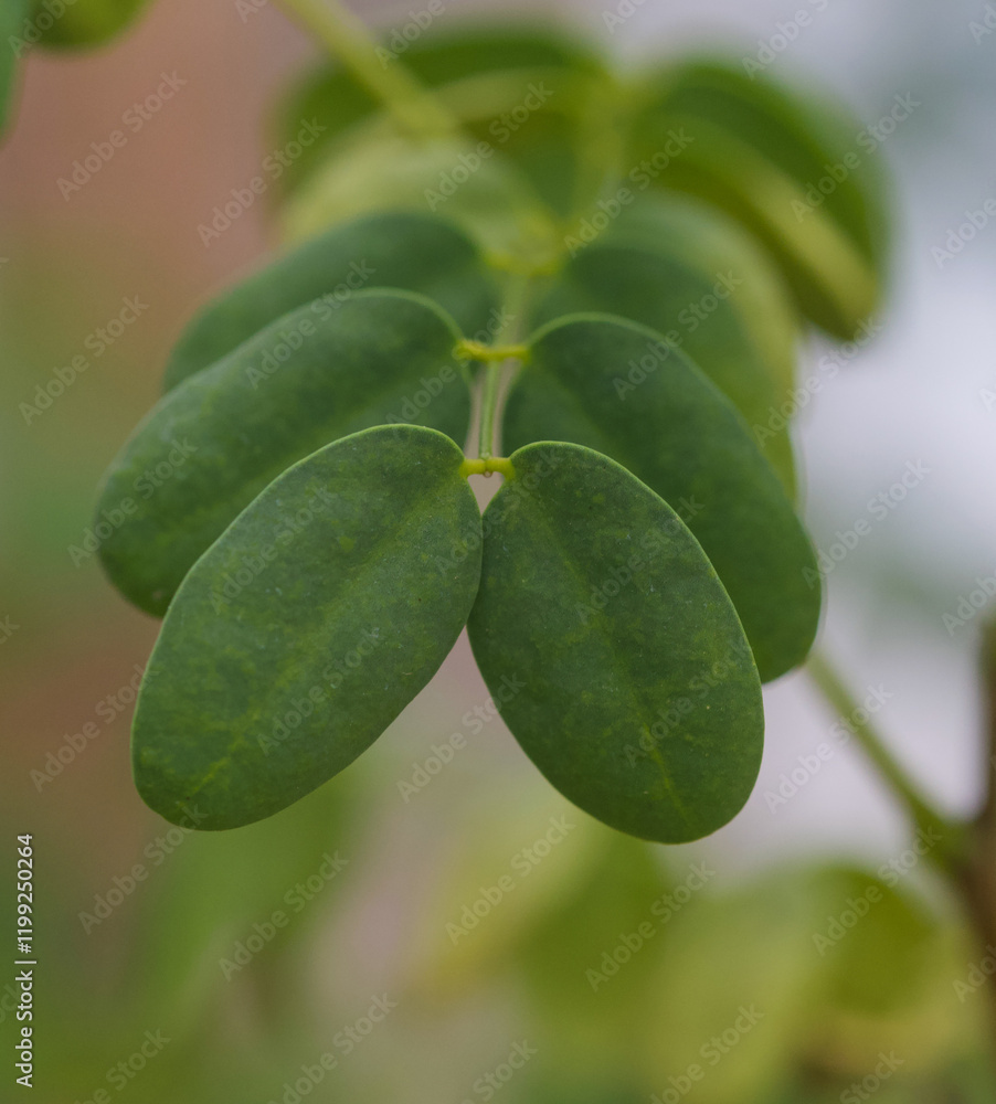 Beautiful close-up of the leaves of delonix floribunda Beautiful close-up of the leaves of delonix floribunda