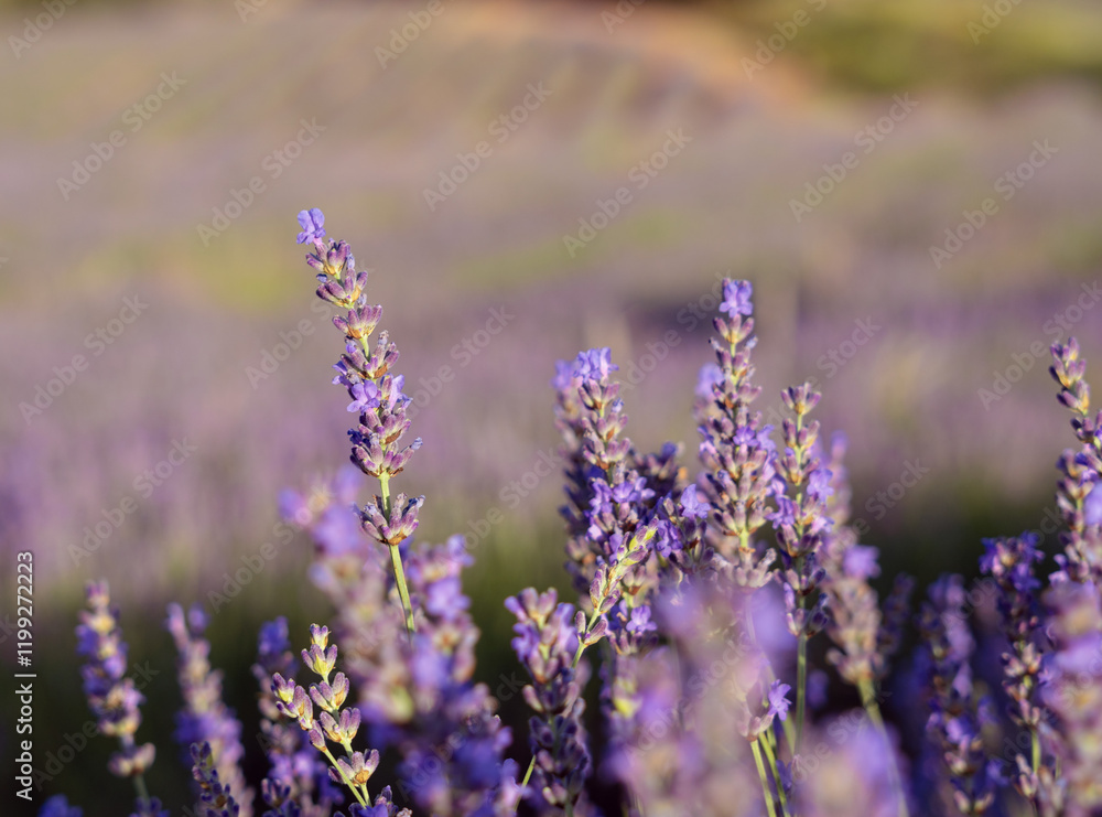 Naklejka premium Lavender flowers on lavender fields background