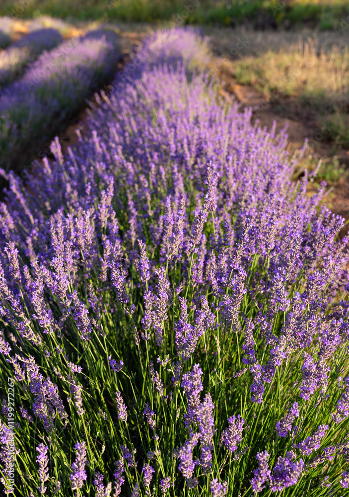 Obraz premium Lavender flowers on a lavender field background. Vertical photography
