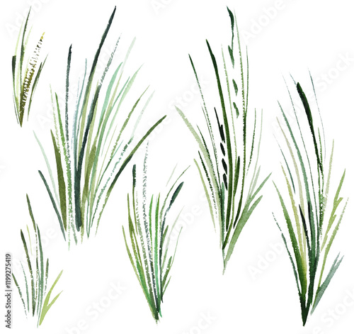 Watercolor thin tiny green grass leaves isolated illustration, botanical wedding element photo