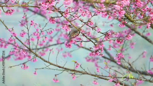 bird on pink cherry blossoms