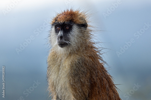 Patas Monkey in the rain, Husarenaffe, Erythrocebus patas, Kidepo National Park