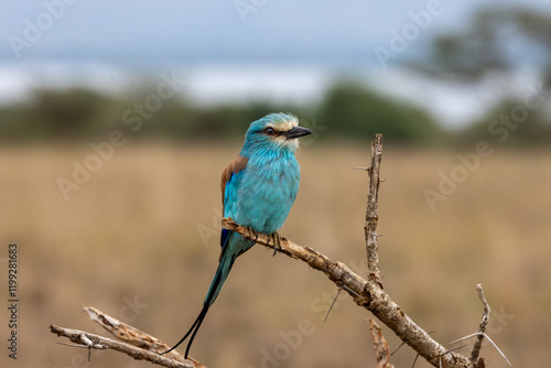Abyssinian rollerbird (Coracias abyssinicus), Senegal roller