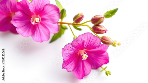 Pink Snapdragon Flower Stem - Close-Up, High-Quality Image, Isolated