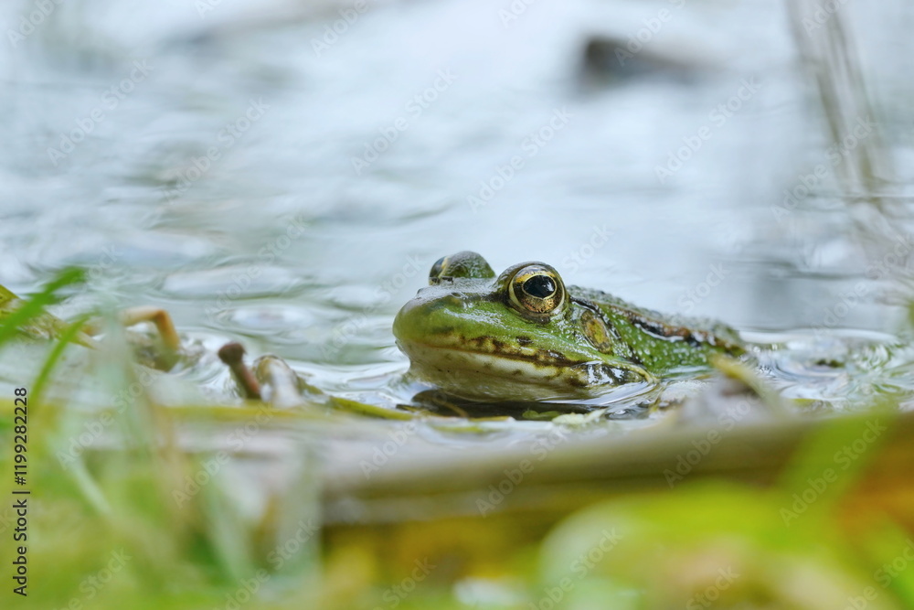Portrait of a young edible frog (Pelophylax esculentus). Wildlife scene with green frog. A green frog peeking out of the water.
Portrait of a young edible frog (Pelophylax esculentus). Wildlife scene with green frog. A green frog peeking out of the water.