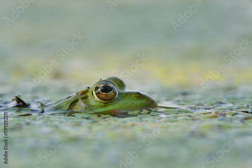 Portrait of a young edible frog (Pelophylax esculentus). Wildlife scene with green frog. A green frog peeking out of the water. 
 photo