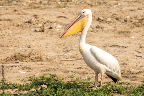 Rosapelikan (Pelecanus onocrotalus), Pelican, Uganda photo