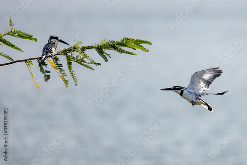 pied kingfisher (Ceryle rudis), Graufischer, Ostafrika