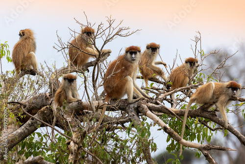 Pattas Monkey, Husarenaffe (Erythrocebus patas)