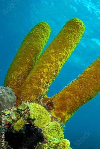 Yellow Tube Sponge, Bob Sponge, Aplysina fistularis, Coral Reef, Caribbean Sea, Playa Girón, Cuba, América photo