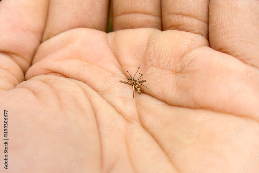 Obraz premium dead mosquito lying on the palm