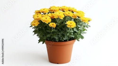 Vibrant yellow chrysanthemum plant in a brown pot against a plain white background