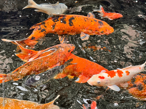 japanese fish in pond