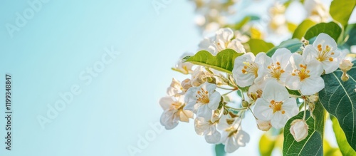 Blooming Catalpa bignonioides Tree with White Flowers and Soft Blue Sky Background Ideal for Nature Text Overlay photo