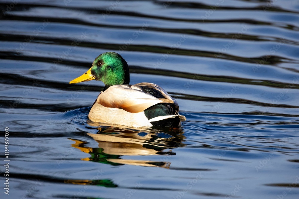 Obraz premium Male mallard duck with a green head gliding on a reflective water surface.