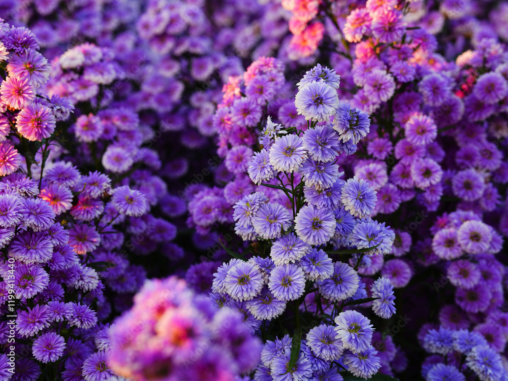 Purple chrysanthemum flowers in the garden on a sunny day Purple chrysanthemum flowers in the garden on a sunny day
