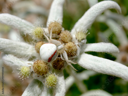 Macro of white crab spider (Misumena vatia) with an orange stripe on petal edelweiss flower 