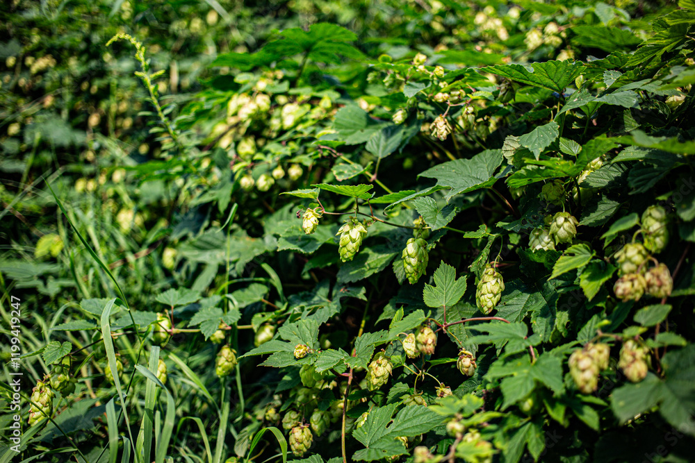 hops hops