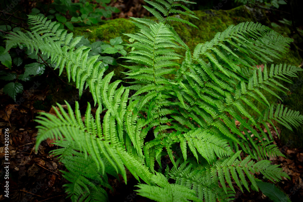 fern fern