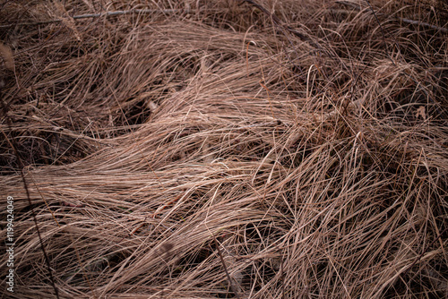 grass background