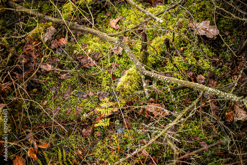moss on a rock