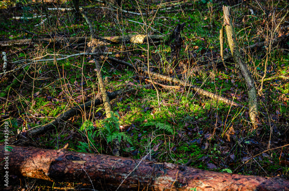 Obraz premium forest