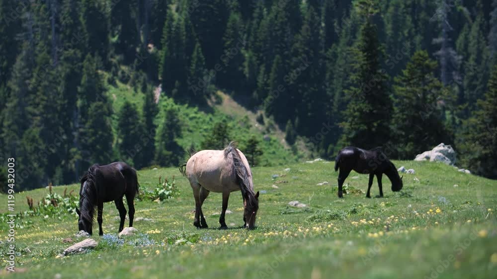 Horses grazing in a scenic spot in the mountains Horses grazing in a scenic spot in the mountains